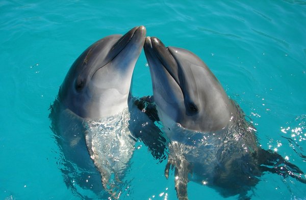 Quels sont les meilleurs endroits pour une plongée avec les dauphins en Floride?